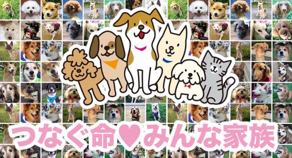 「日本の動物を救おう～保護犬を守る～」